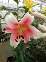 [5210 Sannomiya 18 ST No02.JPG]